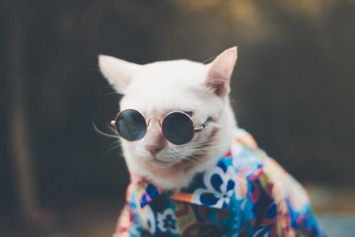 クールな猫のイメージ
