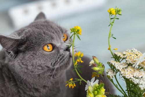 花を嗅ぐ猫