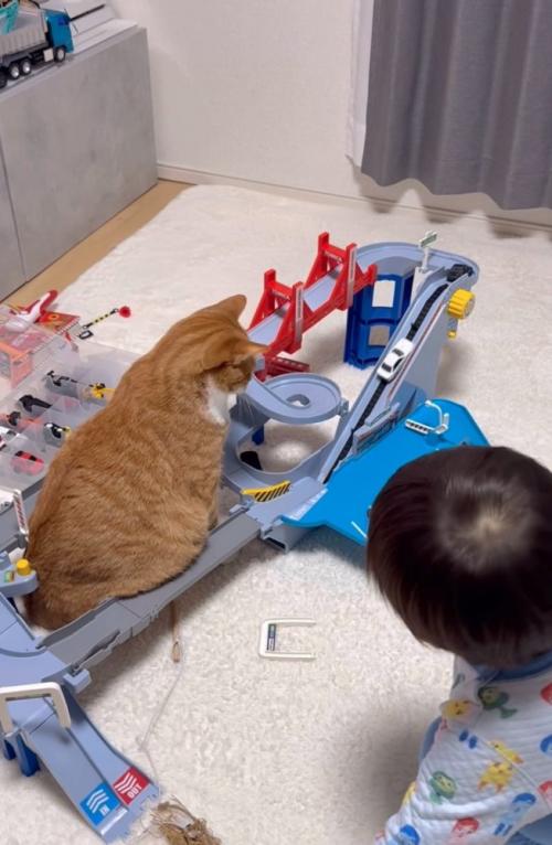 車が上っていく様子を眺める猫