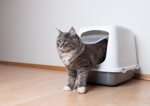 トイレから半分体を出している猫