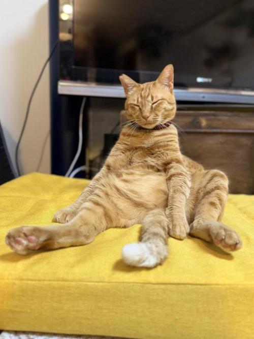 寝ている猫