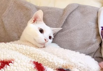横を向く猫