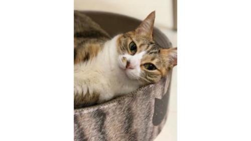 室内にいる猫