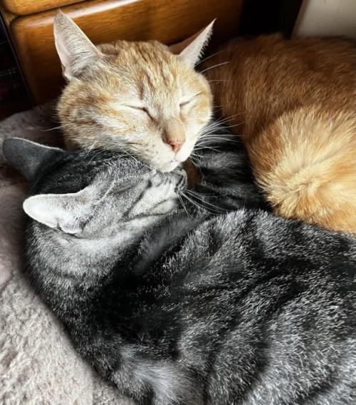 顔をくっつけて寝る2匹の猫