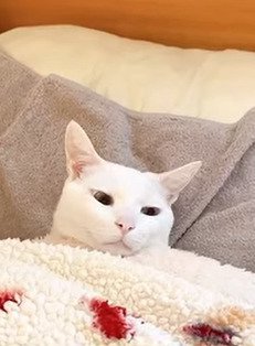 横目で見る猫
