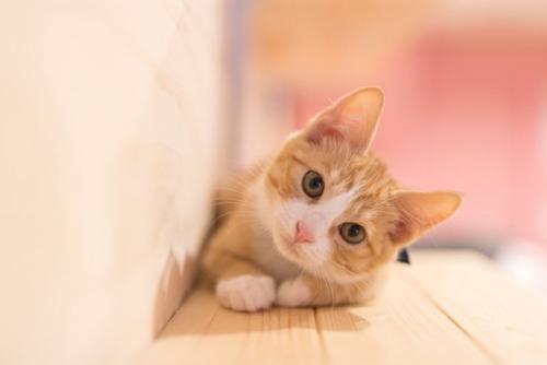 可愛い猫