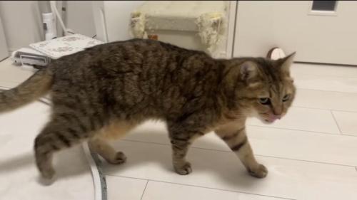 舌をペロリ