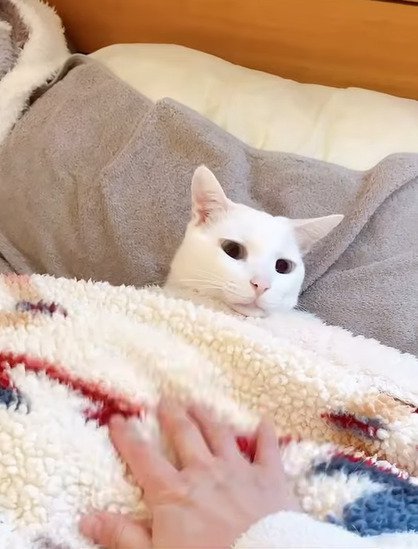 手を見る猫2