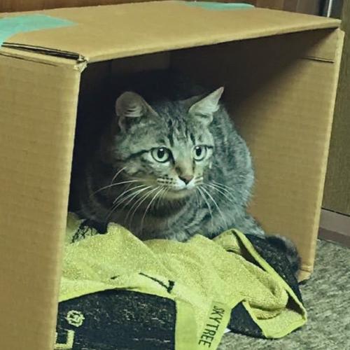 段ボールの中の猫