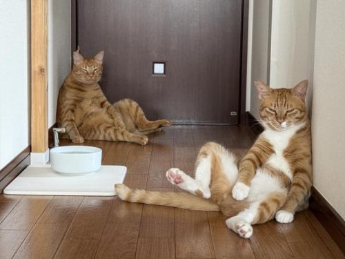 座る2匹の猫
