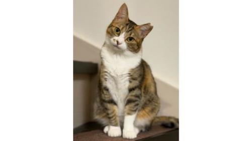 室内にいる猫