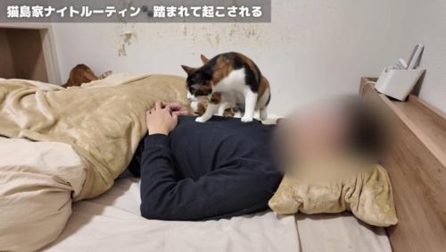 主さんを踏んでいくおこげちゃん