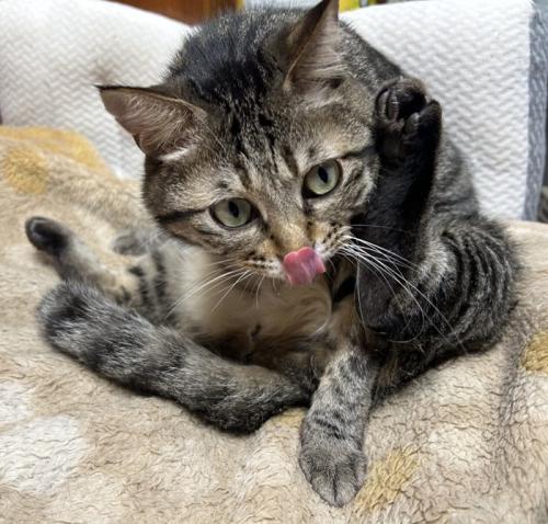 毛づくろいをする猫
