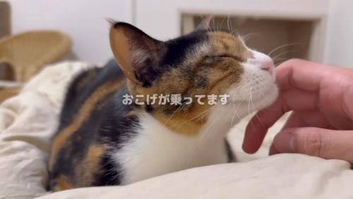 主さんのお腹でおちついているおこげちゃん