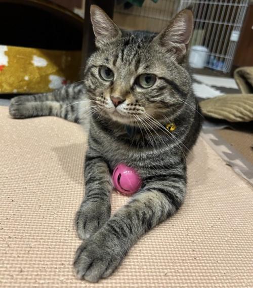 寝そべる猫