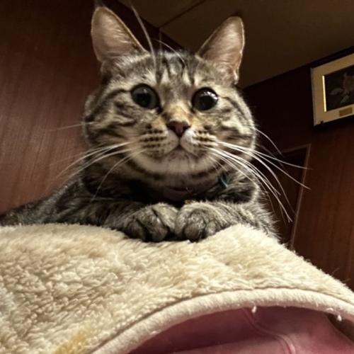 寝そべる猫