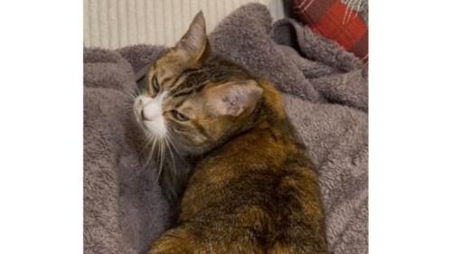 猫の顔