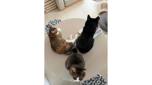 テーブルの上の猫