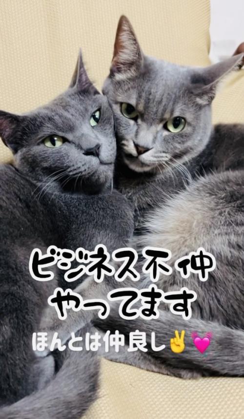 寄り添い合う2匹の保護猫