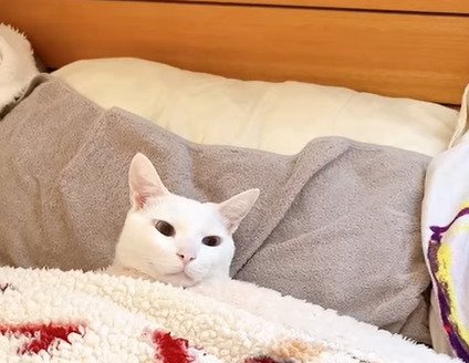 布団で寝る猫
