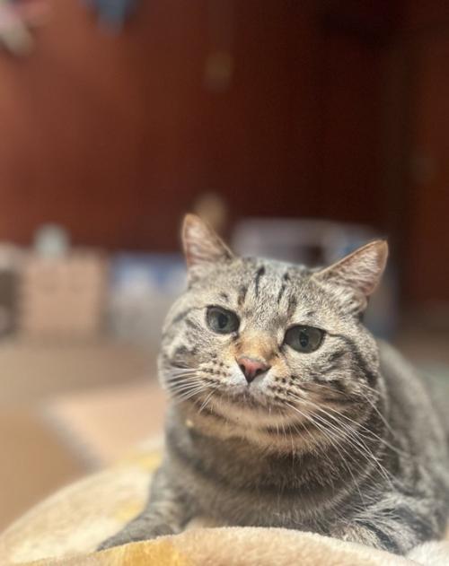 寝そべる猫