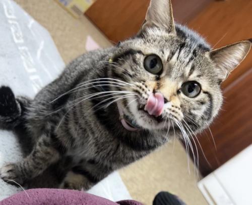 舌を出す猫