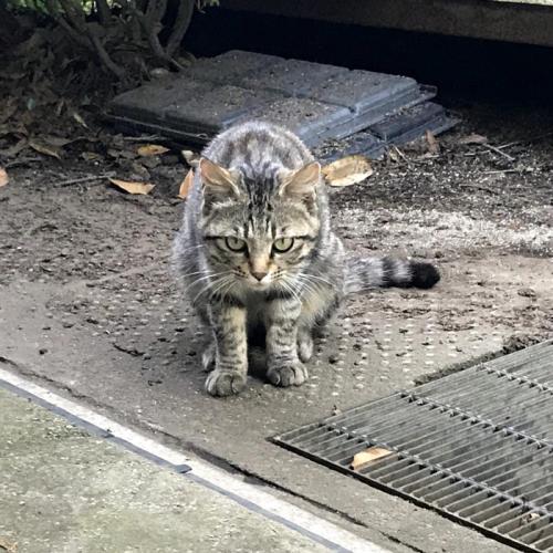 睨む猫