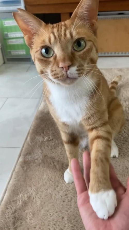 お手をする猫