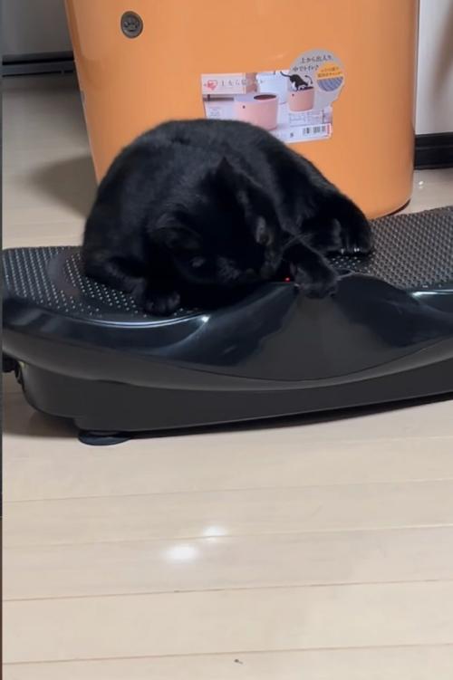 ブルブルマシンに乗る黒猫10