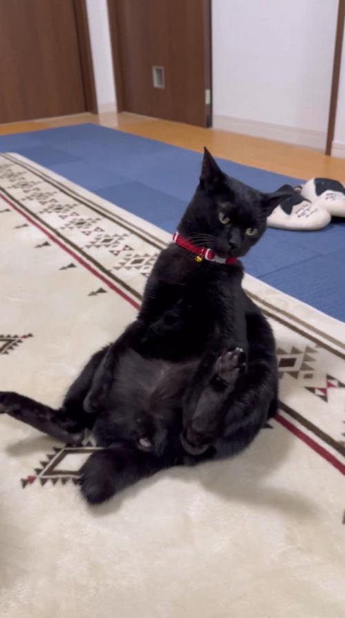座った体勢から動こうとする猫