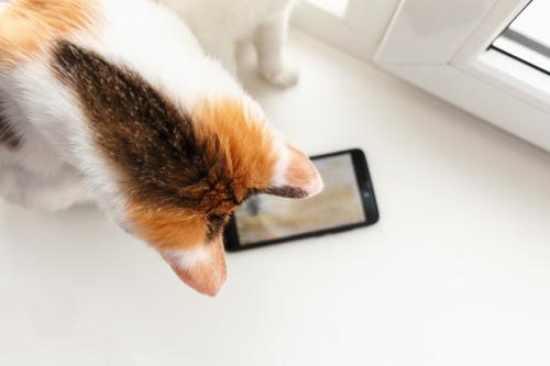 携帯電話を見つめる猫
