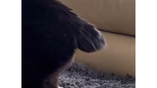 猫の尻尾