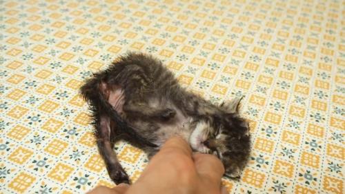 甘える子猫
