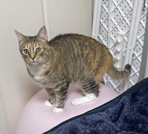 バランスボールに乗って飼い主を見つめる猫