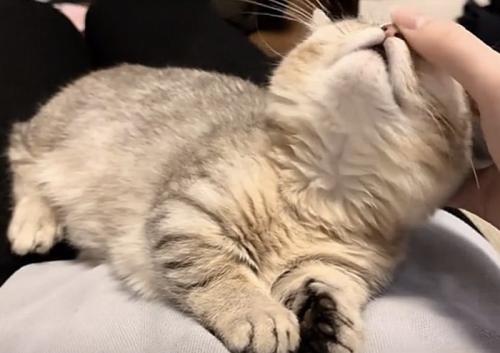 撫でられている猫の写真2