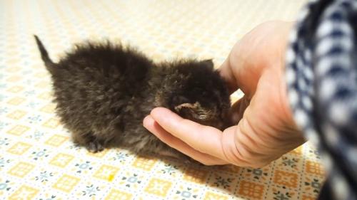 甘える子猫