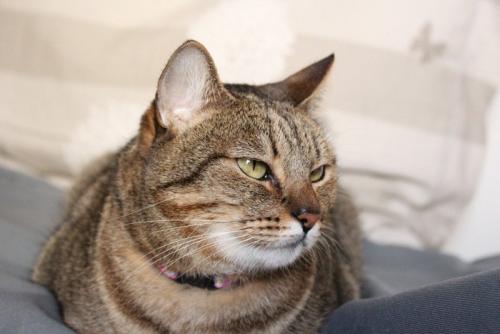 そっけない猫