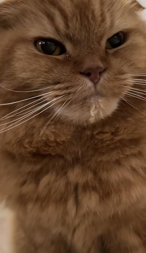 ドアップの猫の写真3