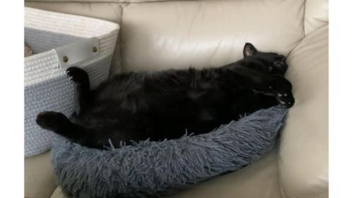 寝ている猫