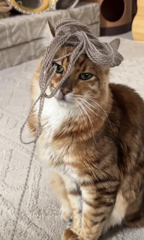 毛糸を頭に乗せた猫の写真3
