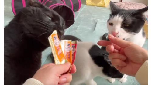 おやつを食べている猫