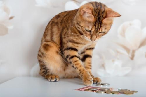 猫とお金