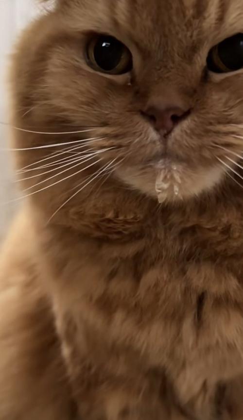 ドアップの猫の写真1