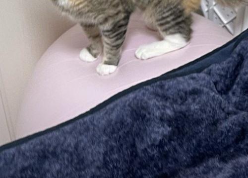 猫が乗っているバランスボール