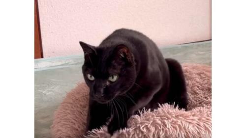 室内にいる猫