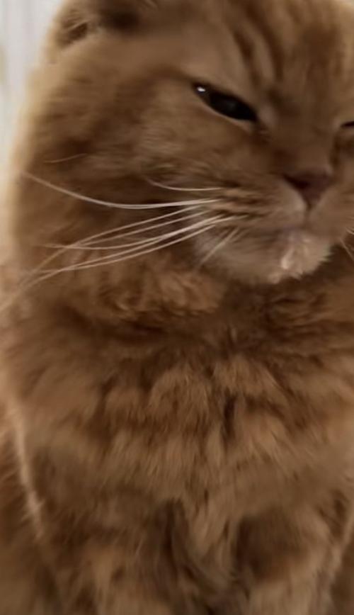 ドアップの猫の写真2