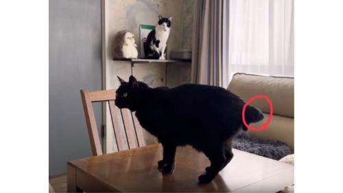 猫の尻尾