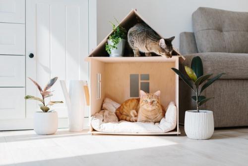 キャットハウスの中の2匹の猫