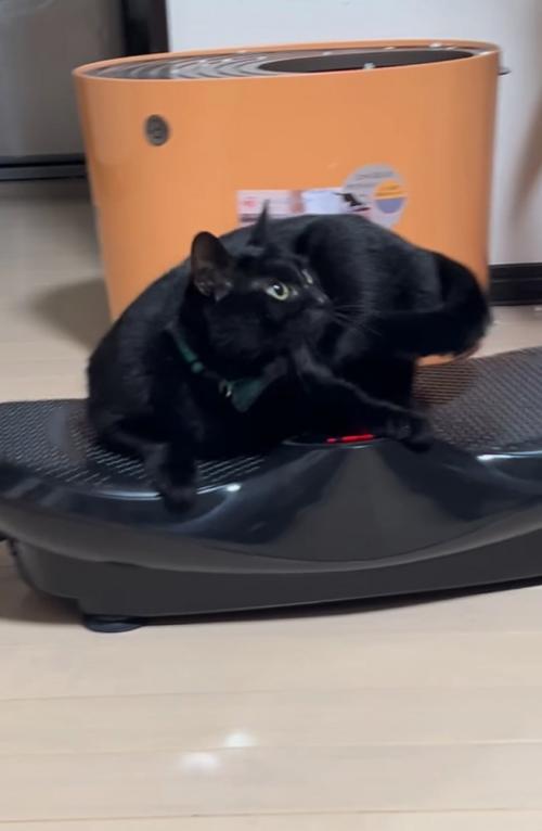 ブルブルマシンに乗る黒猫8