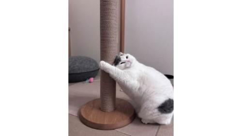 猫と爪とぎ